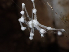 Engyodontium aranearum