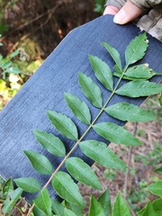 Zanthoxylum clava-herculis