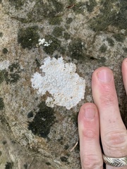 Pertusaria plittiana