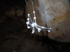 Engyodontium aranearum