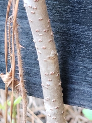 Zanthoxylum clava-herculis