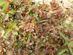 Elatine brachysperma