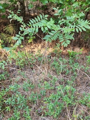 Zanthoxylum clava-herculis