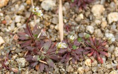 Draba verna