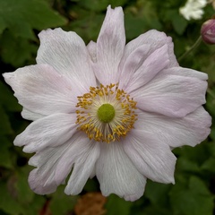 Eriocapitella hupehensis