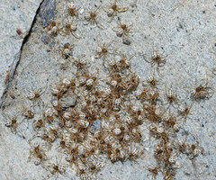 Latrodectus lilianae