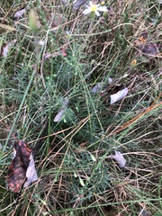 Ionactis linariifolia