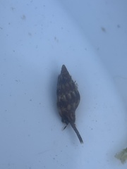 Costoanachis scutulata
