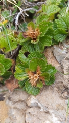 Teucrium pyrenaicum