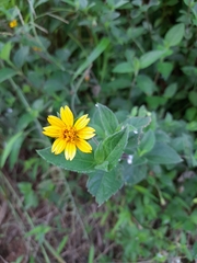Wedelia hispida