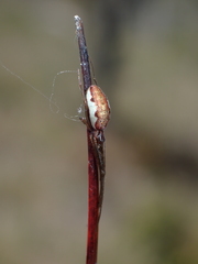 Tetragnathidae