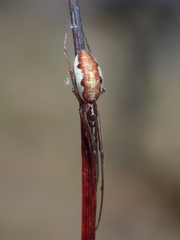 Tetragnathidae