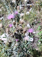 Cirsium ochrocentrum