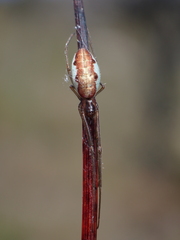 Tetragnathidae
