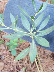 Stillingia sylvatica