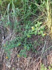 Wedelia hispida