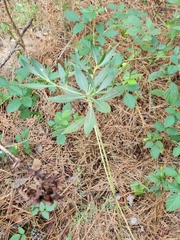 Stillingia sylvatica