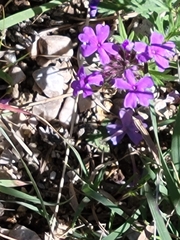 Glandularia wrightii