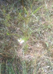 Cosmos parviflorus
