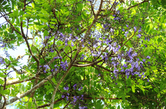 Bowdichia virgilioides