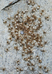 Latrodectus lilianae