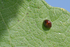 Chilocorus bipustulatus