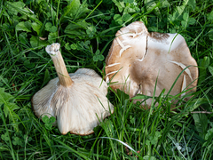 Melanoleuca grammopodia