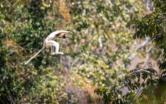 Propithecus verreauxi