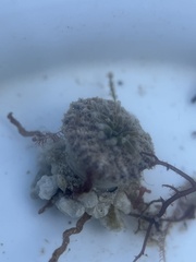 Actinostella flosculifera