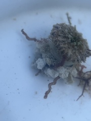 Actinostella flosculifera