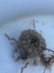 Actinostella flosculifera