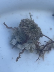 Actinostella flosculifera