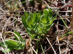 Gentiana sceptrum