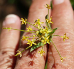 Descurainia adenophora