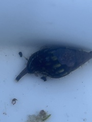 Buccinoidea