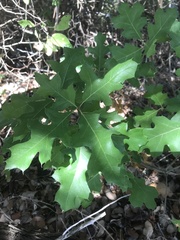 Quercus buckleyi