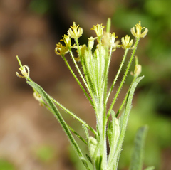 Descurainia adenophora