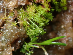 Takakia