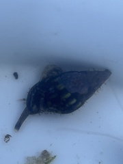 Buccinoidea