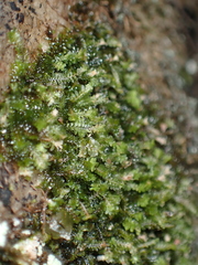 Diplophyllum
