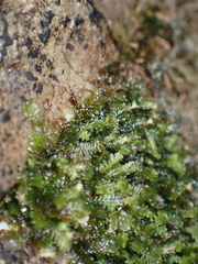 Diplophyllum