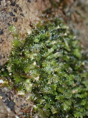 Diplophyllum