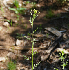 Descurainia adenophora