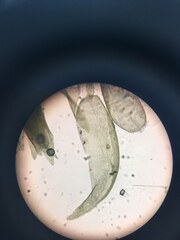 Hygrohypnella ochracea