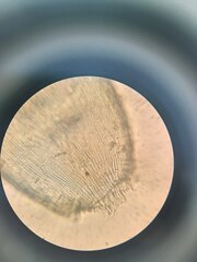 Hygrohypnella ochracea