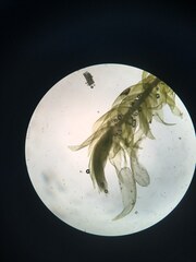 Hygrohypnella ochracea