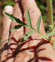 Descurainia adenophora