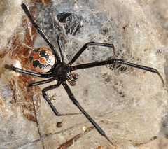 Latrodectus lilianae