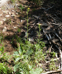 Descurainia adenophora