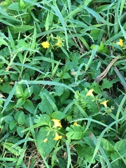 Biophytum sensitivum